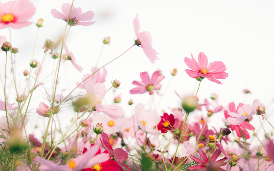 Get Your Space Ready for Spring