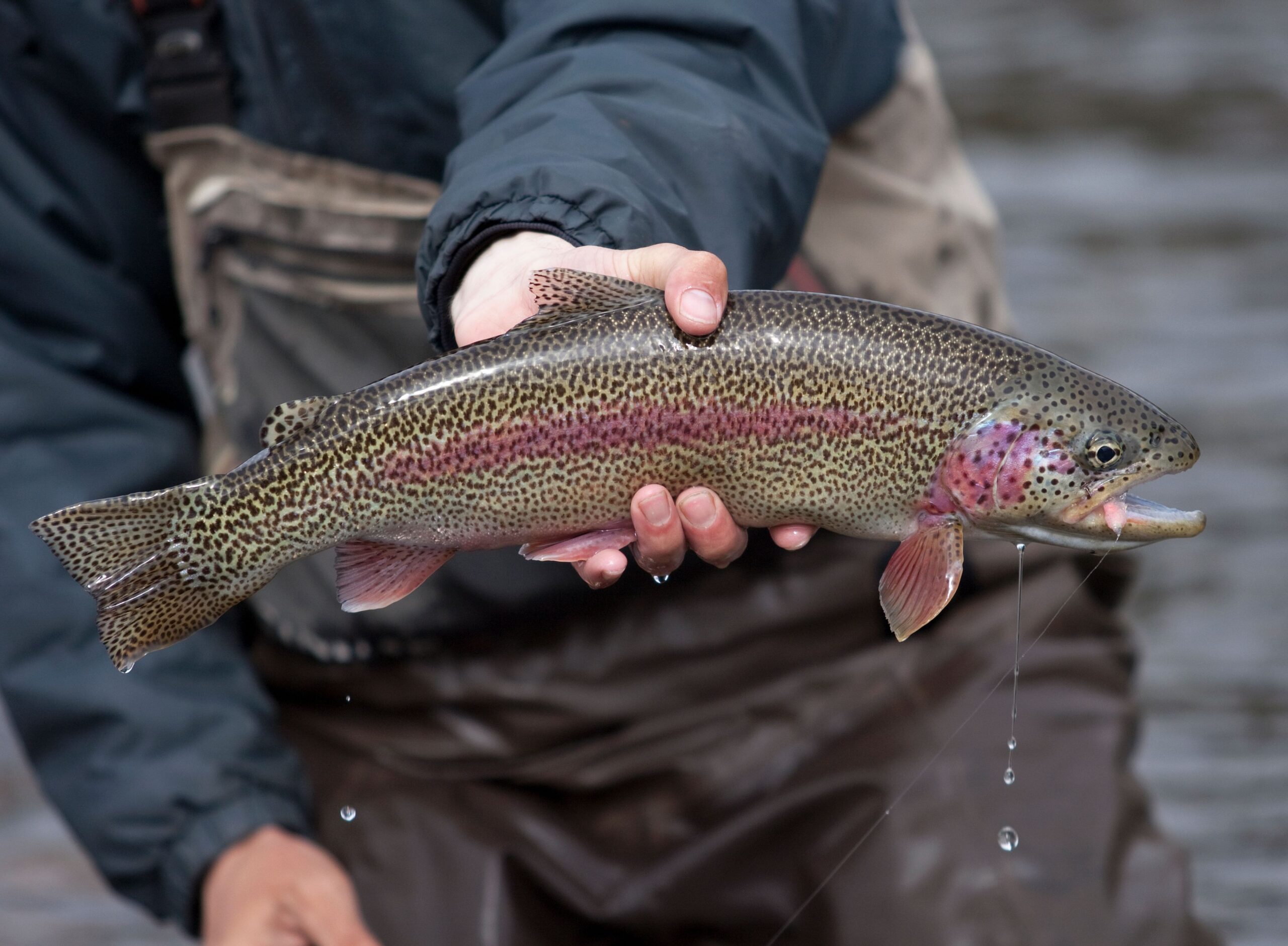 Best Trout Fishing Seasons For The Smokies - Mac Brown Fly Fish